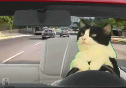 [Image: funny-gif-cat-driving-police-pursuit.gif?w=640]